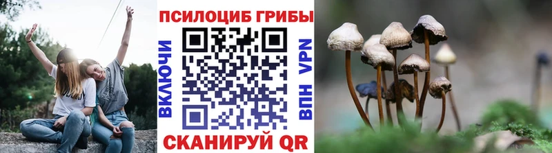 Псилоцибиновые грибы Psilocybe Шахты
