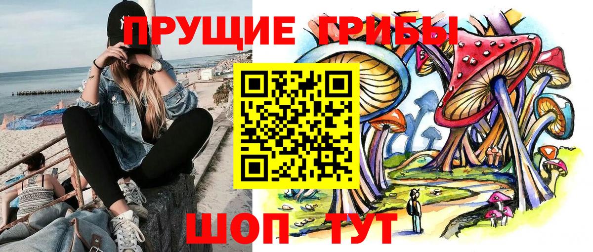 Псилоцибиновые грибы Cubensis Шахты